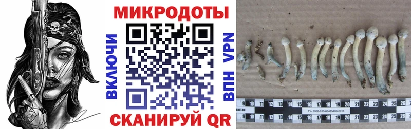 Псилоцибиновые грибы Cubensis  где продают   Кузнецк 